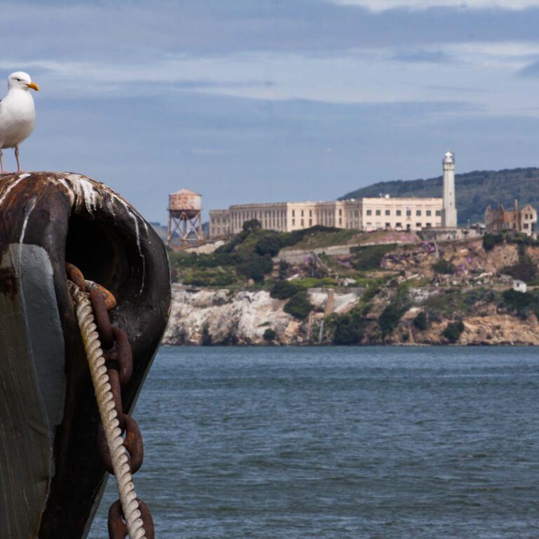 Alcatraz, Animal, Fisherman's Warf, Holidays, San Francisco, Southwest, Süd-Westen, USA, Urlaub, Vereinigte Staaten