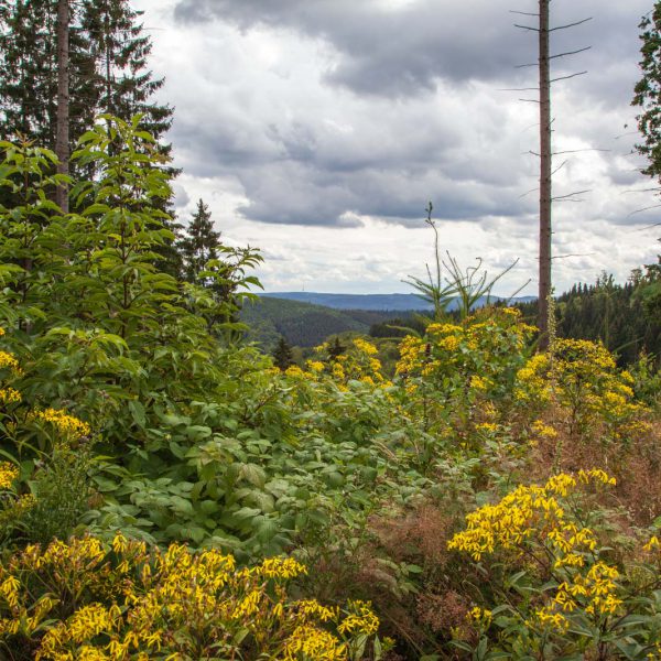 Deutschland, Germany, Hinterland, Lahn-Dill-Bergland