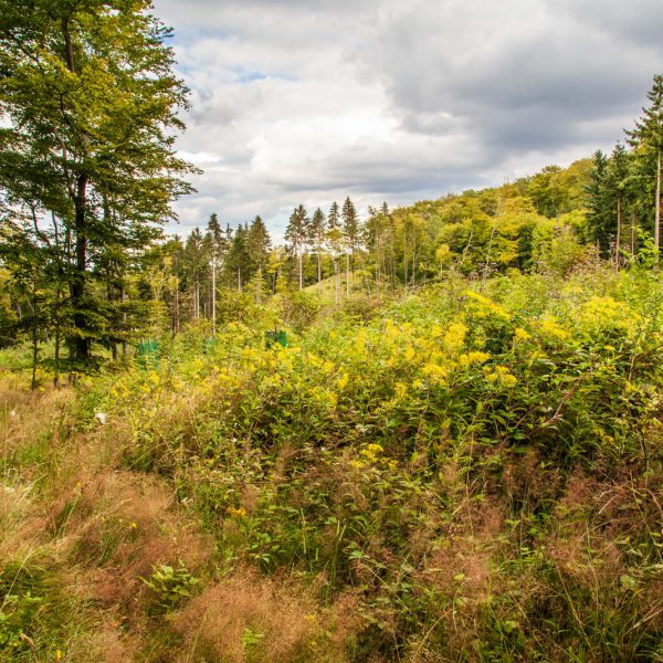 Deutschland, Germany, Hinterland, Lahn-Dill-Bergland