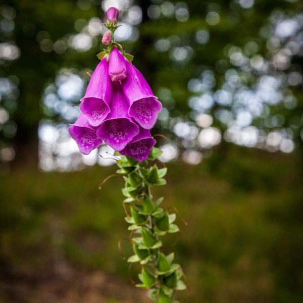 Deutschland, Germany, Hinterland, Lahn-Dill-Bergland