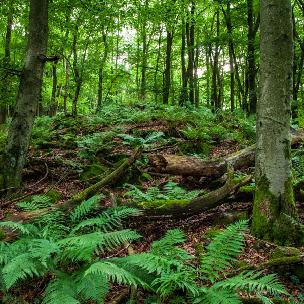 Deutschland, Germany, Hinterland, Lahn-Dill-Bergland