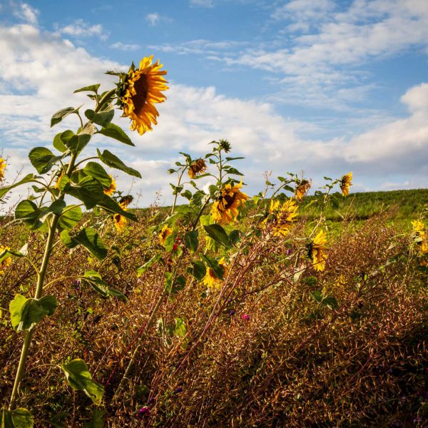 Deutschland, Germany, Hinterland, Lahn-Dill-Bergland
