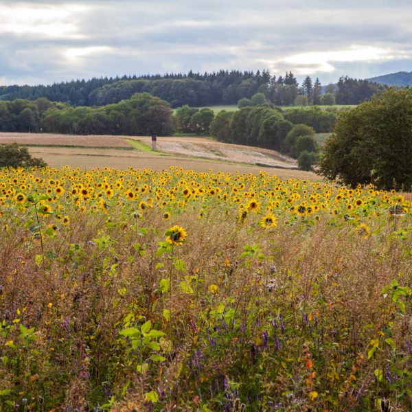 Deutschland, Germany, Hinterland, Lahn-Dill-Bergland