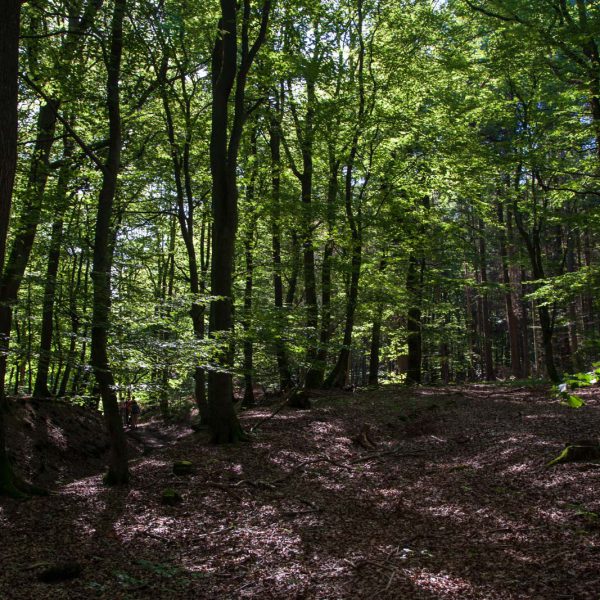 Deutschland, Europa, Europe, Extratour, Germany, Gladenbach, Hessen, Hessia, Hinterland, Lahn-Dill-Bergland, Location, Ort, Siummer, Sommer, Wandern