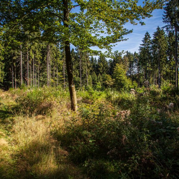 Deutschland, Europa, Europe, Extratour, Germany, Gladenbach, Hessen, Hessia, Hinterland, Lahn-Dill-Bergland, Location, Ort, Siummer, Sommer, Wandern