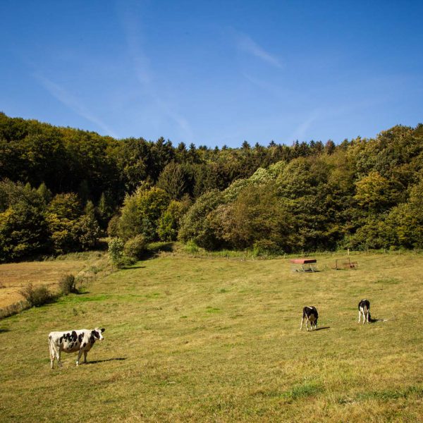 Deutschland, Europa, Europe, Extratour, Germany, Gladenbach, Hessen, Hessia, Hinterland, Lahn-Dill-Bergland, Location, Ort, Siummer, Sommer, Wandern