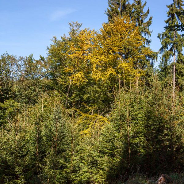 Deutschland, Europa, Europe, Extratour, Germany, Gladenbach, Hessen, Hessia, Hinterland, Lahn-Dill-Bergland, Location, Ort, Siummer, Sommer, Wandern