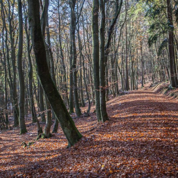 Deutschland, Germany, Herbst, Hinterland, Lahn-Dill-Bergland, autumn