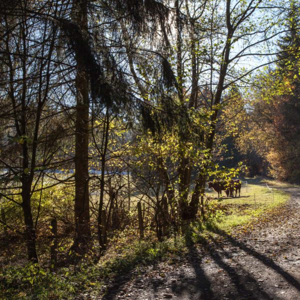 Deutschland, Germany, Herbst, Hinterland, Lahn-Dill-Bergland, autumn