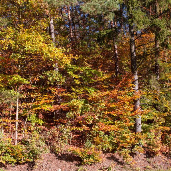 Deutschland, Germany, Herbst, Hinterland, Lahn-Dill-Bergland, autumn