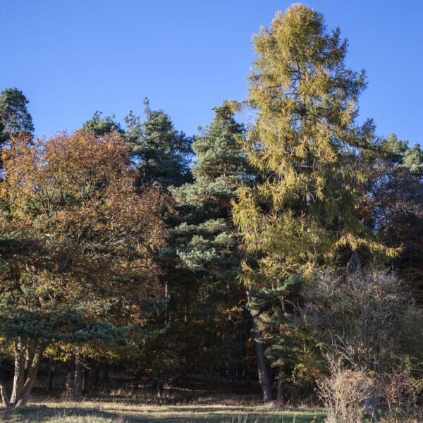 Deutschland, Germany, Herbst, Hinterland, Lahn-Dill-Bergland, autumn