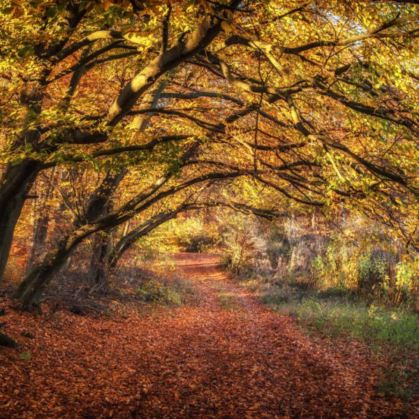 Deutschland, Germany, Herbst, Hinterland, Lahn-Dill-Bergland, autumn