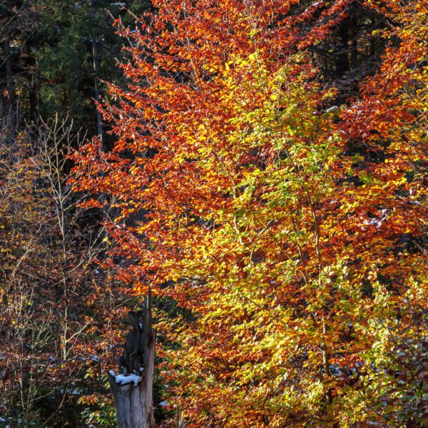 Deutschland, Germany, Herbst, Hinterland, Lahn-Dill-Bergland, autumn