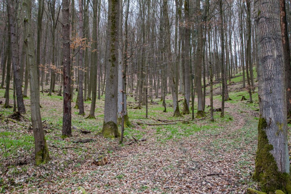 Deutschland, Frühling, Germany, Hinterland, Lahn-Dill-Bergland, Spring