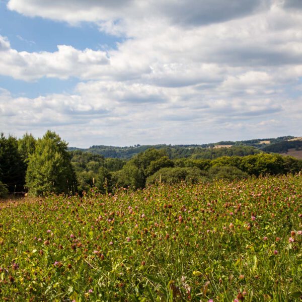 Deutschland, Germany, Hinterland, Lahn-Dill-Bergland, Sommer, Summer