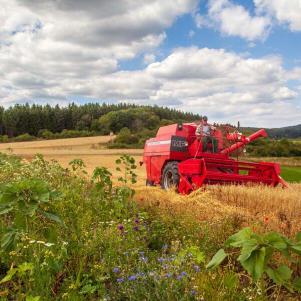 Deutschland, Germany, Hinterland, Lahn-Dill-Bergland, Sommer, Summer