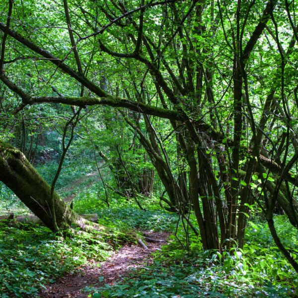 Deutschland, Germany, Hinterland, Lahn-Dill-Bergland, Sommer, Summer