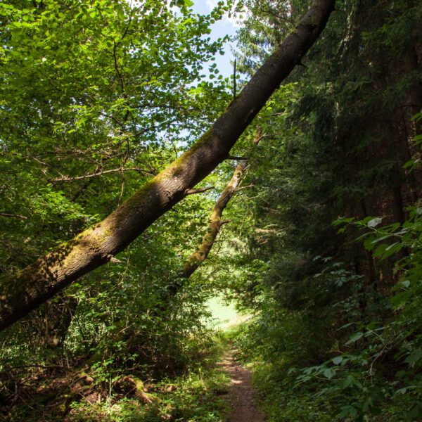 Deutschland, Germany, Hinterland, Lahn-Dill-Bergland, Sommer, Summer