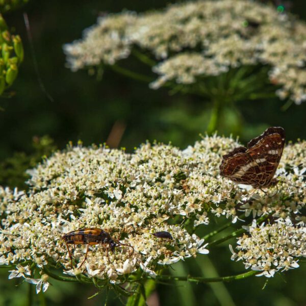 Deutschland, Germany, Hinterland, Lahn-Dill-Bergland, Sommer, Summer