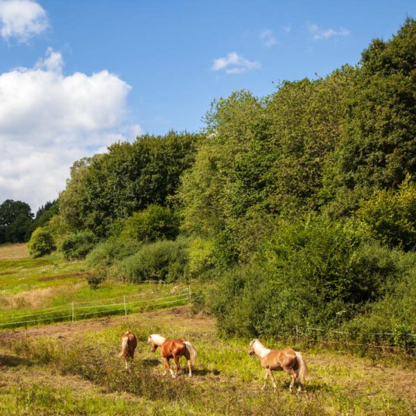 Deutschland, Germany, Hinterland, Lahn-Dill-Bergland, Sommer, Summer