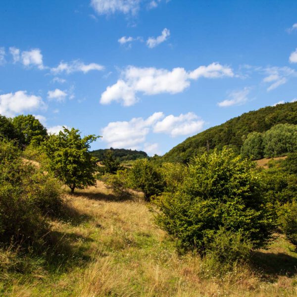 Deutschland, Germany, Hinterland, Lahn-Dill-Bergland, Sommer, Summer