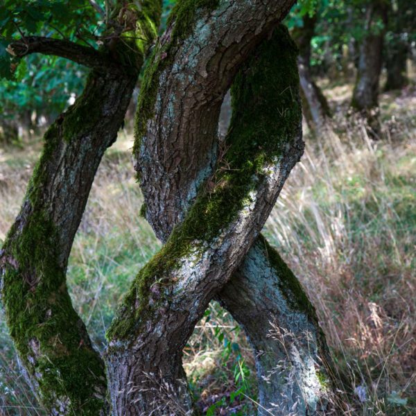 Deutschland, Germany, Hinterland, Lahn-Dill-Bergland, Sommer, Summer