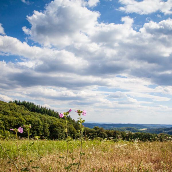 Deutschland, Germany, Hinterland, Lahn-Dill-Bergland, Sommer, Summer