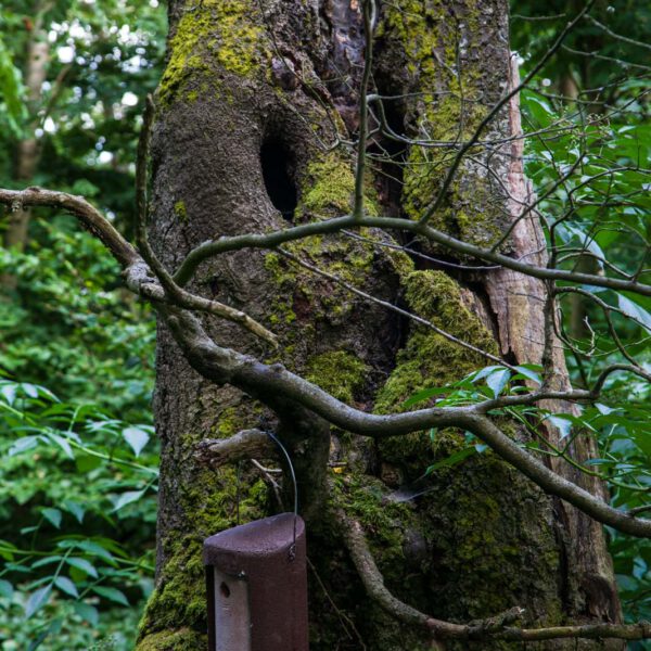 Deutschland, Germany, Hinterland, Lahn-Dill-Bergland, Sommer, Summer