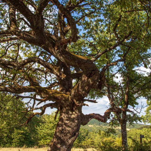 Deutschland, Germany, Hinterland, Lahn-Dill-Bergland, Sommer, Summer