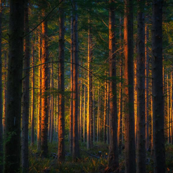 Holiday, Nord-Westen, NorthWest, USA, Urlaub, Vereinigte Staaten