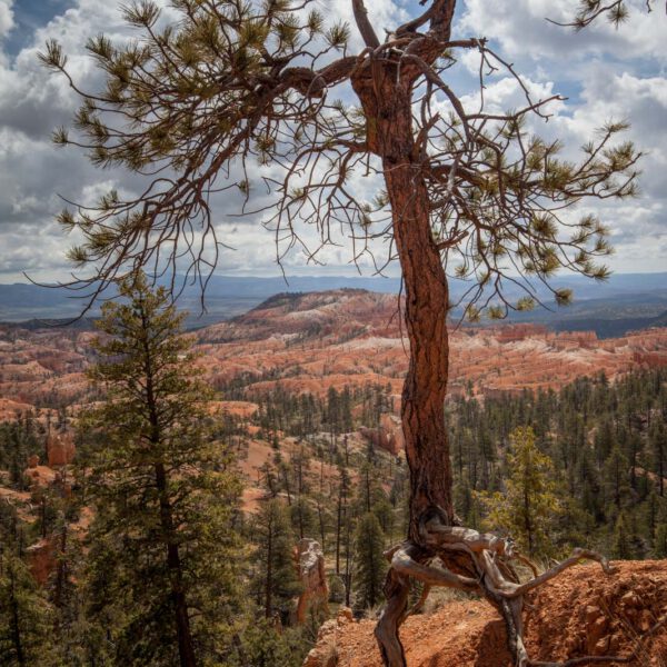 Bryce Canyon NP, Holidays, Southwest, Süd-Westen, USA, Urlaub, Vereinigte Staaten