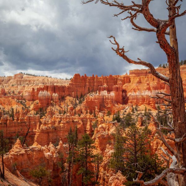 Bryce Canyon NP, Holidays, Southwest, Süd-Westen, USA, Urlaub, Vereinigte Staaten