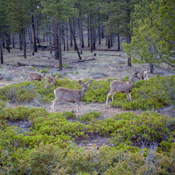 Bryce Canyon NP, Holidays, Southwest, Süd-Westen, USA, Urlaub, Vereinigte Staaten