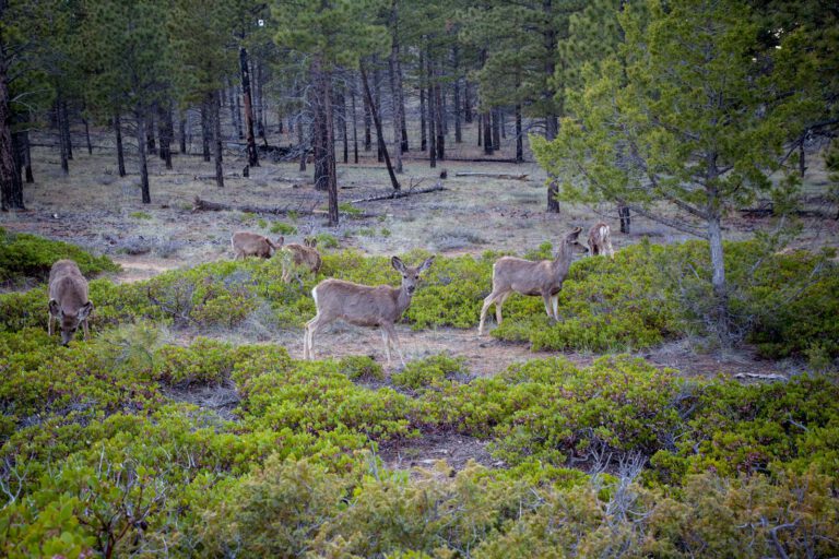 Bryce Canyon NP, Holidays, Southwest, Süd-Westen, USA, Urlaub, Vereinigte Staaten