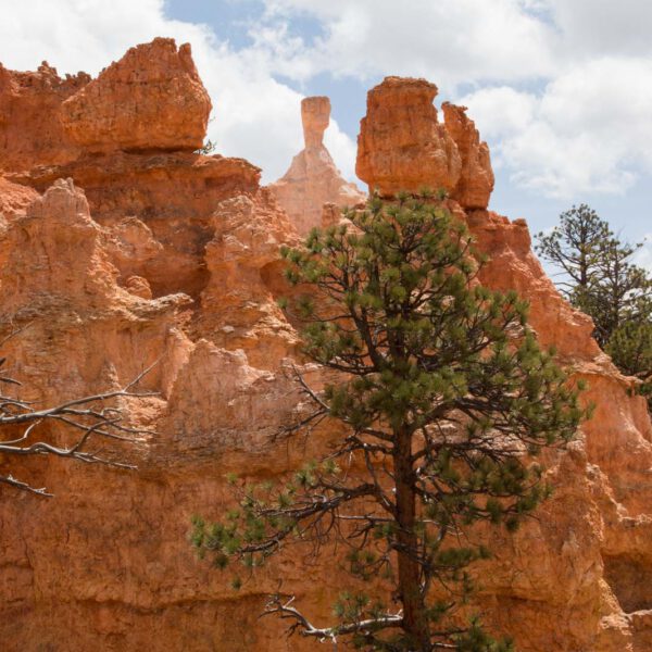 Bryce Canyon NP, Holidays, Southwest, Süd-Westen, USA, Urlaub, Vereinigte Staaten