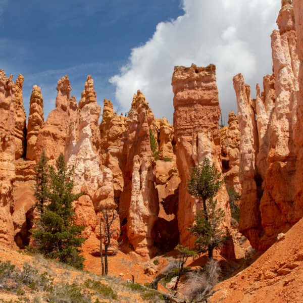 Bryce Canyon NP, Holidays, Southwest, Süd-Westen, USA, Urlaub, Vereinigte Staaten