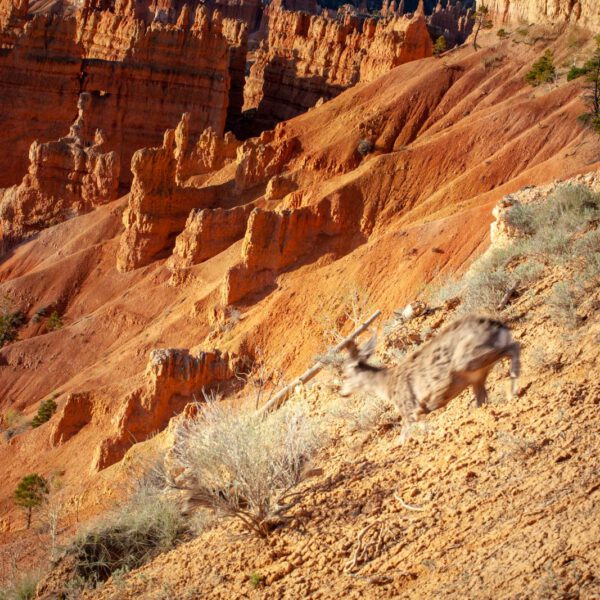 Bryce Canyon NP, Holidays, Southwest, Süd-Westen, USA, Urlaub, Vereinigte Staaten