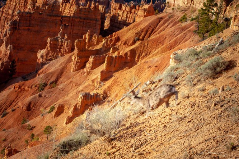 Bryce Canyon NP, Holidays, Southwest, Süd-Westen, USA, Urlaub, Vereinigte Staaten