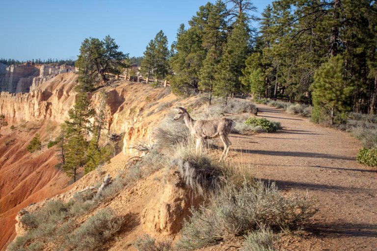 Bryce Canyon NP, Holidays, Southwest, Süd-Westen, USA, Urlaub, Vereinigte Staaten