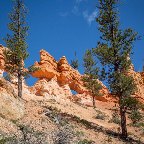 Bryce Canyon NP, Holidays, Southwest, Süd-Westen, USA, Urlaub, Vereinigte Staaten