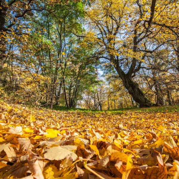 Deutschland, Europa, Europe, Germany, Gladenbach, Herbst, Hessen, Hessia, Hinterland, Lahn-Dill-Bergland, Location, Mittelhessen, Ort, autumn, fall