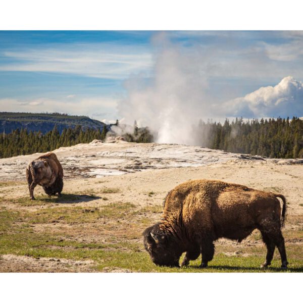 Holidays, National Park, Nord-Westen, NorthWest, USA, Urlaub, Vereinigte Staaten, Yellowstone