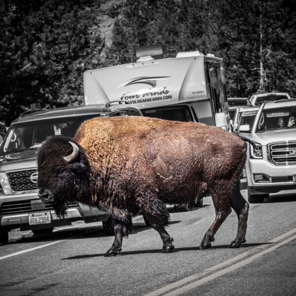 Bison, Holidays, National Park, Nord-Westen, NorthWest, USA, Urlaub, Vereinigte Staaten, Yellowstone