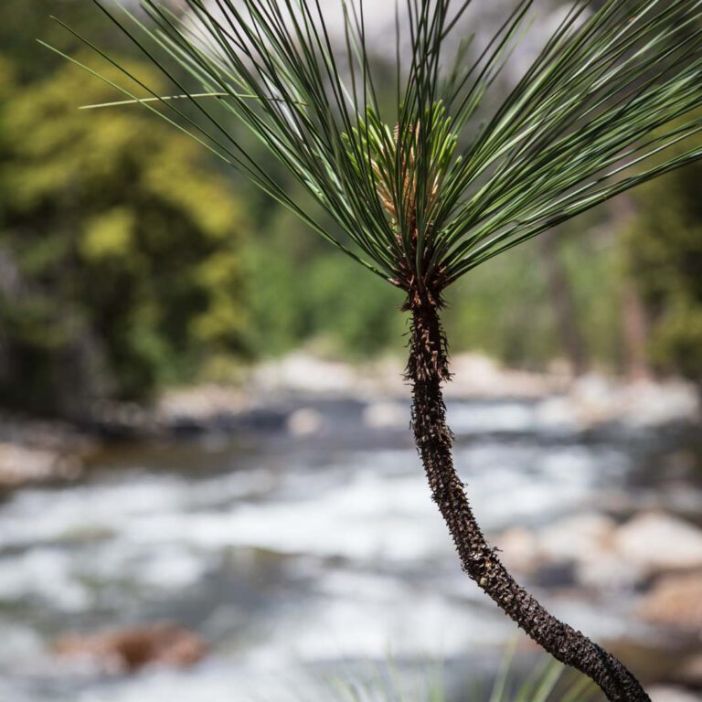 Holidays, National Park, Nord-Westen, NorthWest, USA, Urlaub, Vereinigte Staaten, Yosemite NP