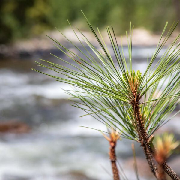 Holidays, National Park, Nord-Westen, NorthWest, USA, Urlaub, Vereinigte Staaten, Yosemite NP