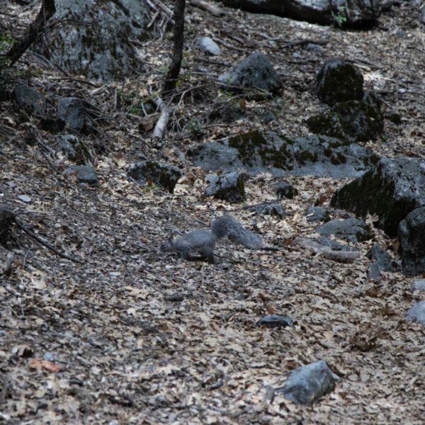 Holidays, National Park, Nord-Westen, NorthWest, USA, Urlaub, Vereinigte Staaten, Yosemite NP