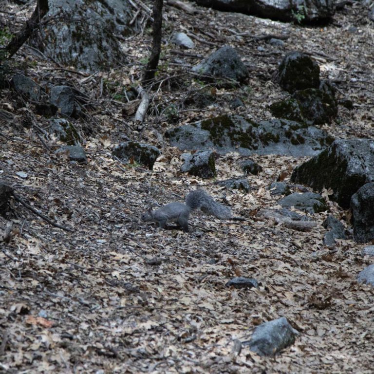 Holidays, National Park, Nord-Westen, NorthWest, USA, Urlaub, Vereinigte Staaten, Yosemite NP