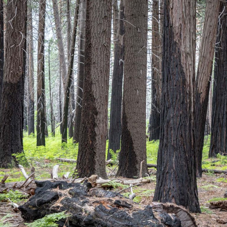 Holidays, National Park, Nord-Westen, NorthWest, USA, Urlaub, Vereinigte Staaten, Yosemite NP