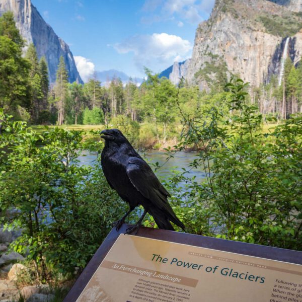 Holidays, National Park, Nord-Westen, NorthWest, USA, Urlaub, Vereinigte Staaten, Yosemite NP