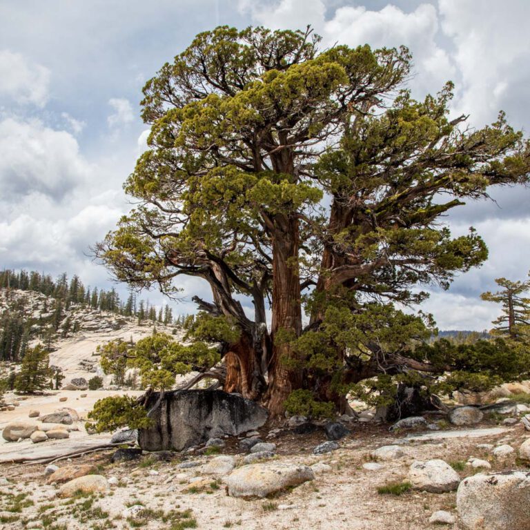 Holidays, National Park, Nord-Westen, NorthWest, USA, Urlaub, Vereinigte Staaten, Yosemite NP